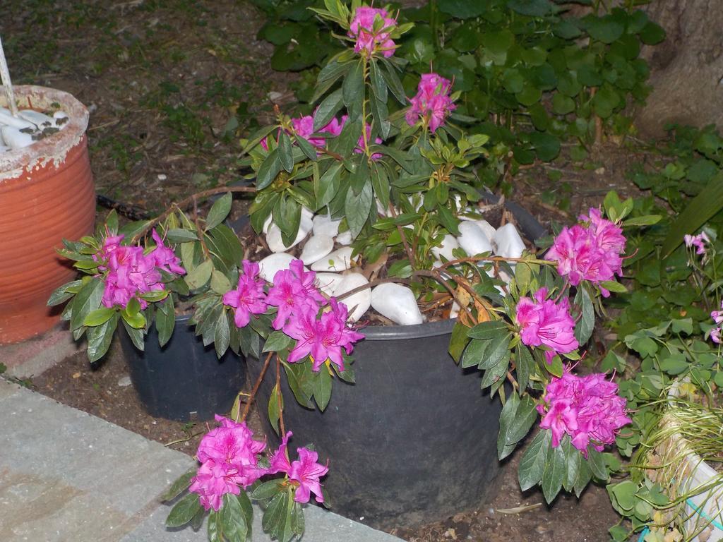 Azalea Apart otel Megali Ammos  Dış mekan fotoğraf